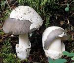 Amanita vaginata - Fungi Species
